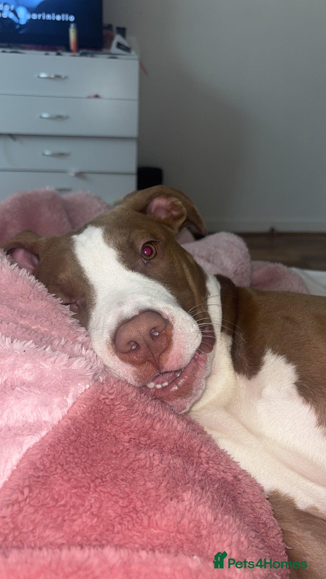 Mixed Breed dogs for sale: Albert  - Advert 4