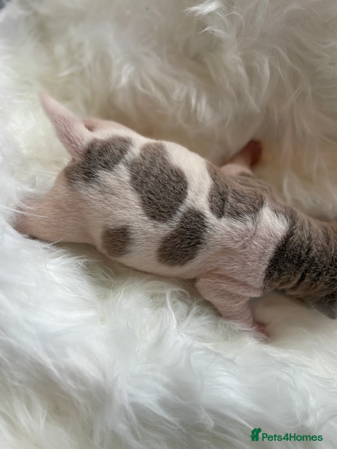 Shar Pei dogs for sale: Stunning rare Shar-Pei puppies  - Advert 11