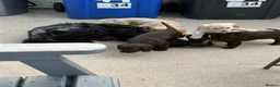Cocker Spaniel dogs for sale: Stunning litter of home bred working cockers in Accrington - Advert 23
