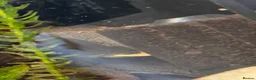 Cichlids fish for sale: Tropical Cichlids - Advert 6