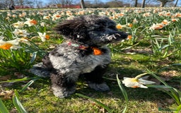 Miniature Poodle dogs for stud: Miniature Merle Poodle STUD  - Image 15
