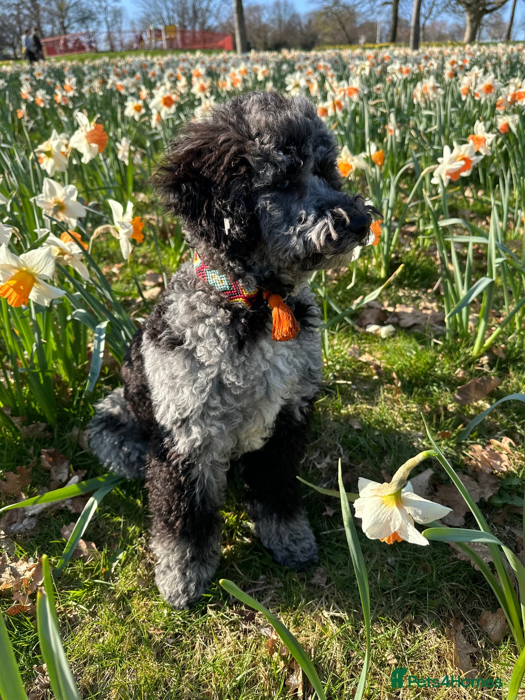 Miniature Poodle dogs for stud: Miniature Merle Poodle STUD  - Image 15