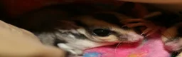 Sugar Glider rodents for sale: Female sugar gliders  in Camberley - Advert 3