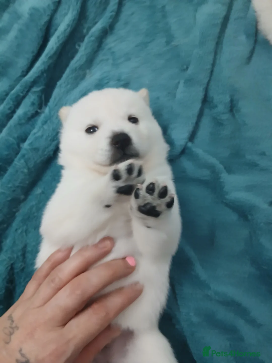 Mixed Breed dogs for sale: 5 stunning hybrid chowskis pups - Advert 20