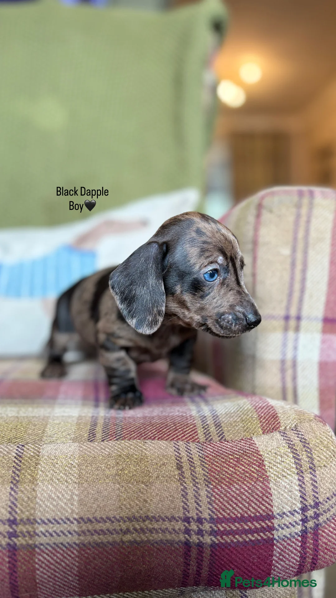 Miniature Dachshund dogs for sale: SMOOTH HAIRED MINIATURE DACHSHUNDS🖤 - Advert 5