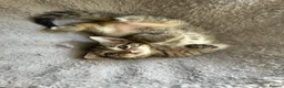 Mixed Breed cats for sale: 4 Gorgeous tabby kittens, 2 with white features - Advert 4