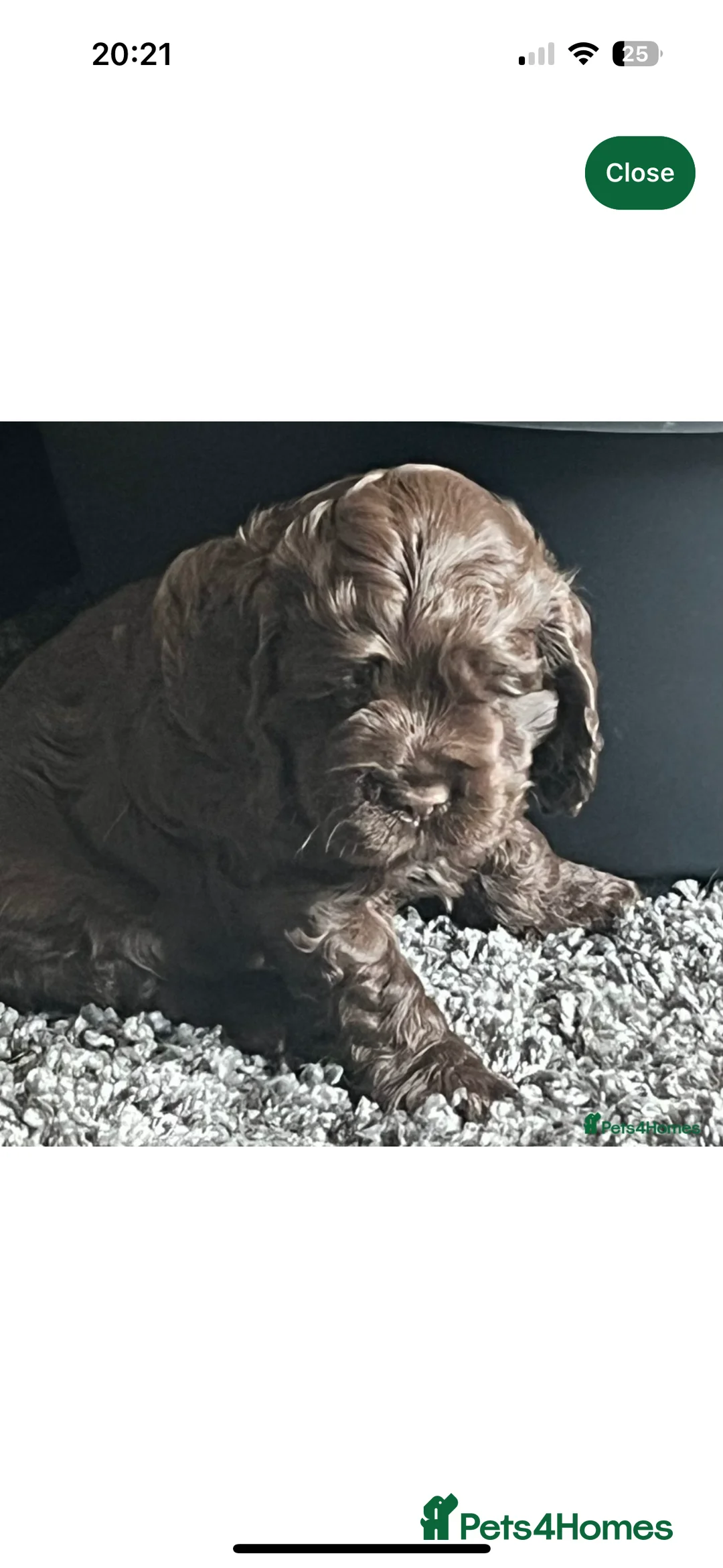 American Cocker Spaniel dogs for stud: KC PROVEN American Cocker Spaniel Stud (0.1% COI) in Stafford - Advert 5