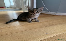British Shorthair cats for sale: Adorable 5 kittens, two males, three females - Image 8