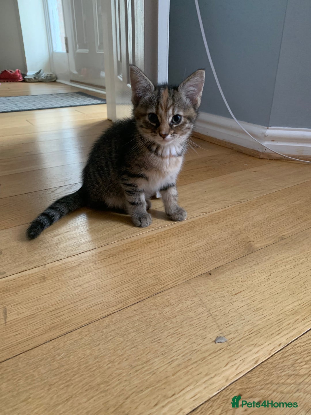 British Shorthair cats for sale: Adorable 5 kittens, two males, three females - Image 8