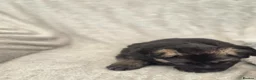 German Shepherd dogs for sale: German shepherd pups - Advert 3