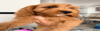 Cavapoo 1