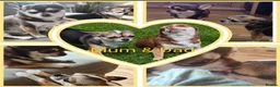 Chihuahua dogs for sale: 🌻Cute purebred chihuahua puppies🌻 - Advert 13