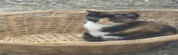 Mixed Breed cats for sale: 2 female kittens  - Advert 2