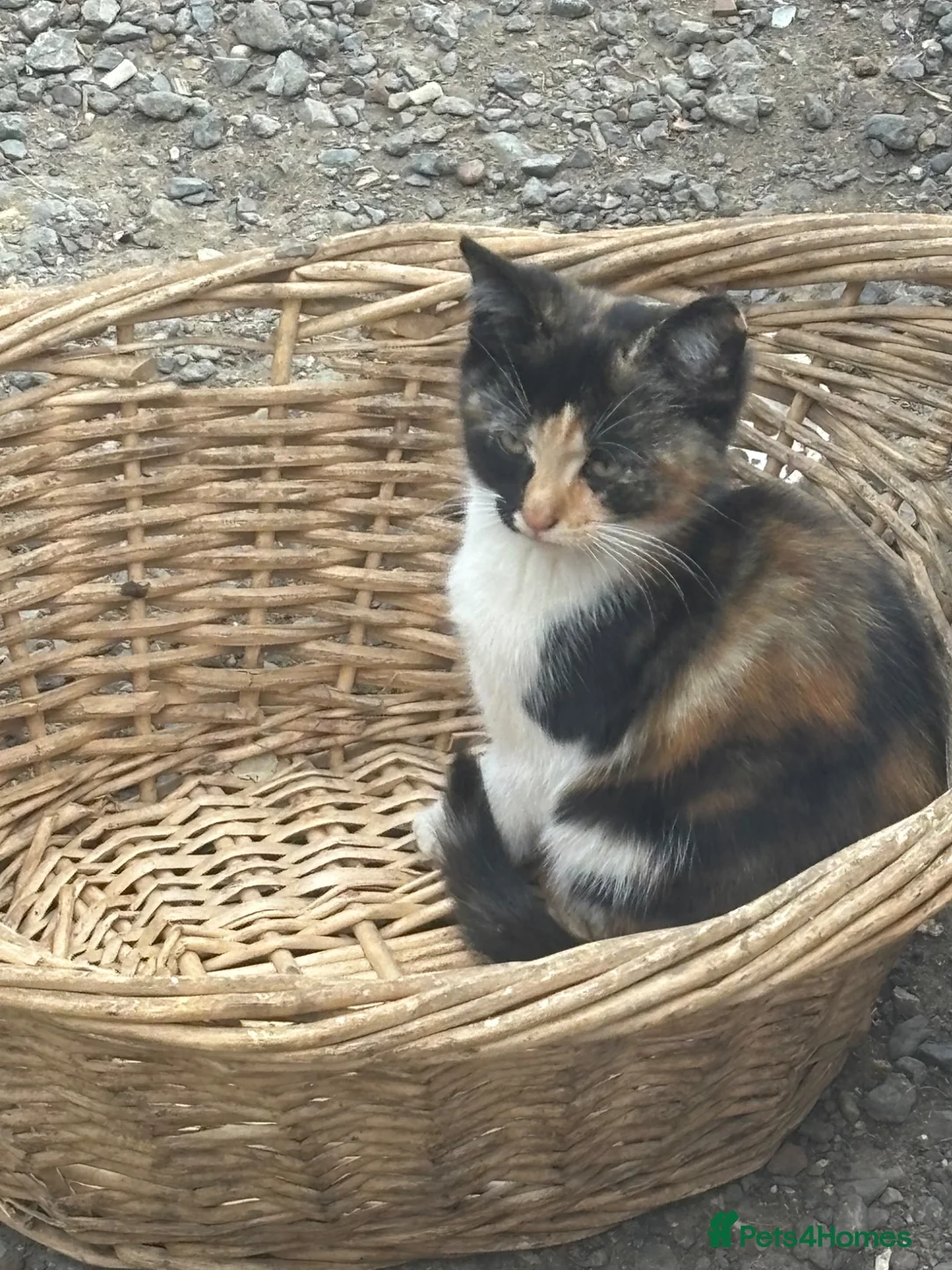 Mixed Breed cats for sale: 2 female kittens  - Advert 2