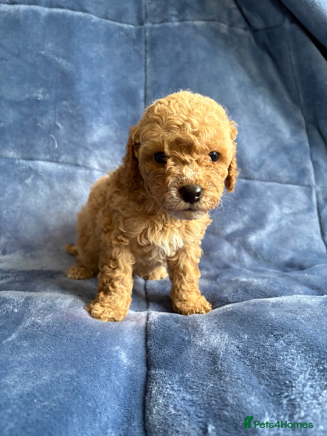 Cavapoo dogs for sale: Gorgeous cavapoo puppys - Image 7