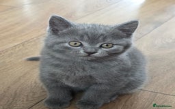 British Shorthair cats for sale: Cutie and cozy kittens are ready to join your home - Image 14