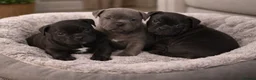 Staffordshire Bull Terrier dogs for sale: OUTSTANDING QUALITY PUPS AVAILABLE  - Advert 2