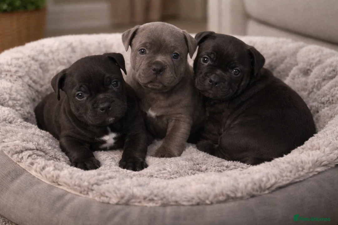 Staffordshire Bull Terrier dogs for sale: OUTSTANDING QUALITY PUPS AVAILABLE  - Advert 2