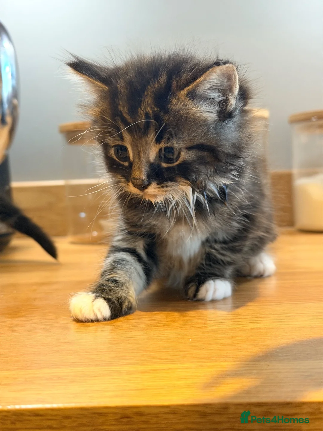 Mixed Breed cats for sale: Kittens for sale  - Advert 17