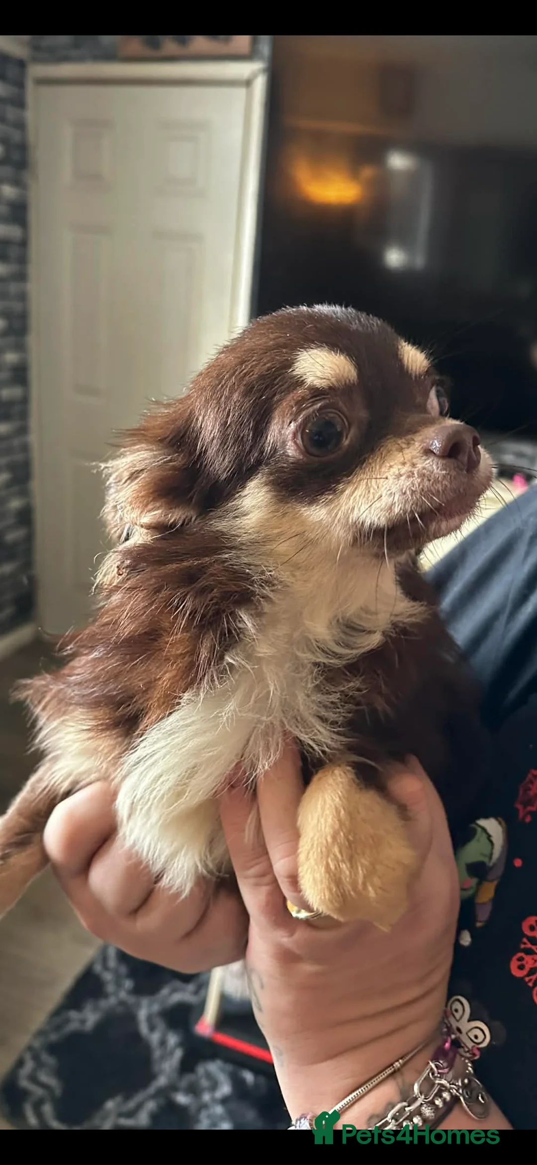 Chihuahua dogs for sale: Beautiful Chocolate Long Coat Female in Blackpool - Advert 3