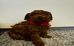 Toy Poodle dogs for sale: Red toy poodle - Advert 5