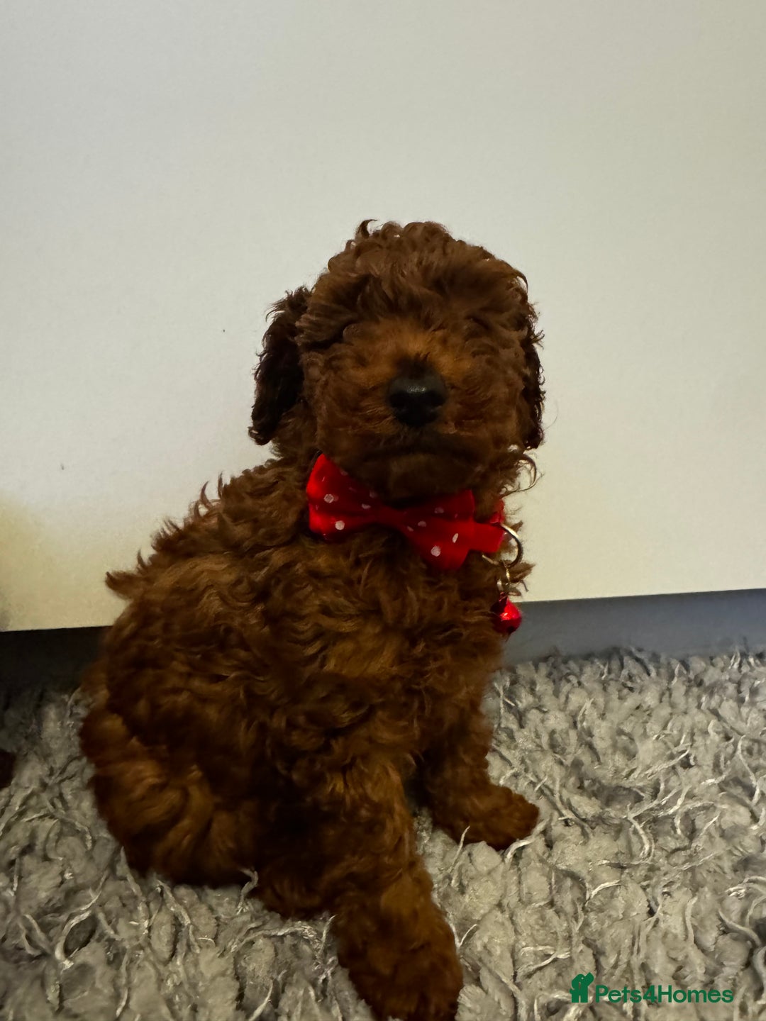 Toy Poodle dogs for sale: Red toy poodle - Advert 5