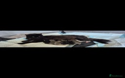 Mixed Breed cats for sale: Mixed ragdoll x mainecoon  - Image 5