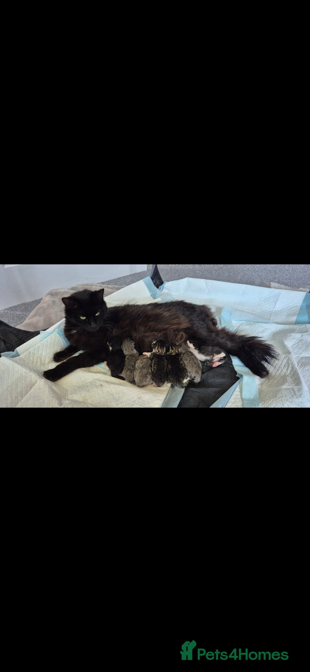 Mixed Breed cats for sale: Mixed ragdoll x mainecoon  - Image 5