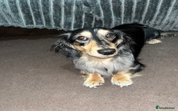 Miniature Dachshund dogs for stud: 1 year old long-haired dapple miniature dachshund  - Image 2