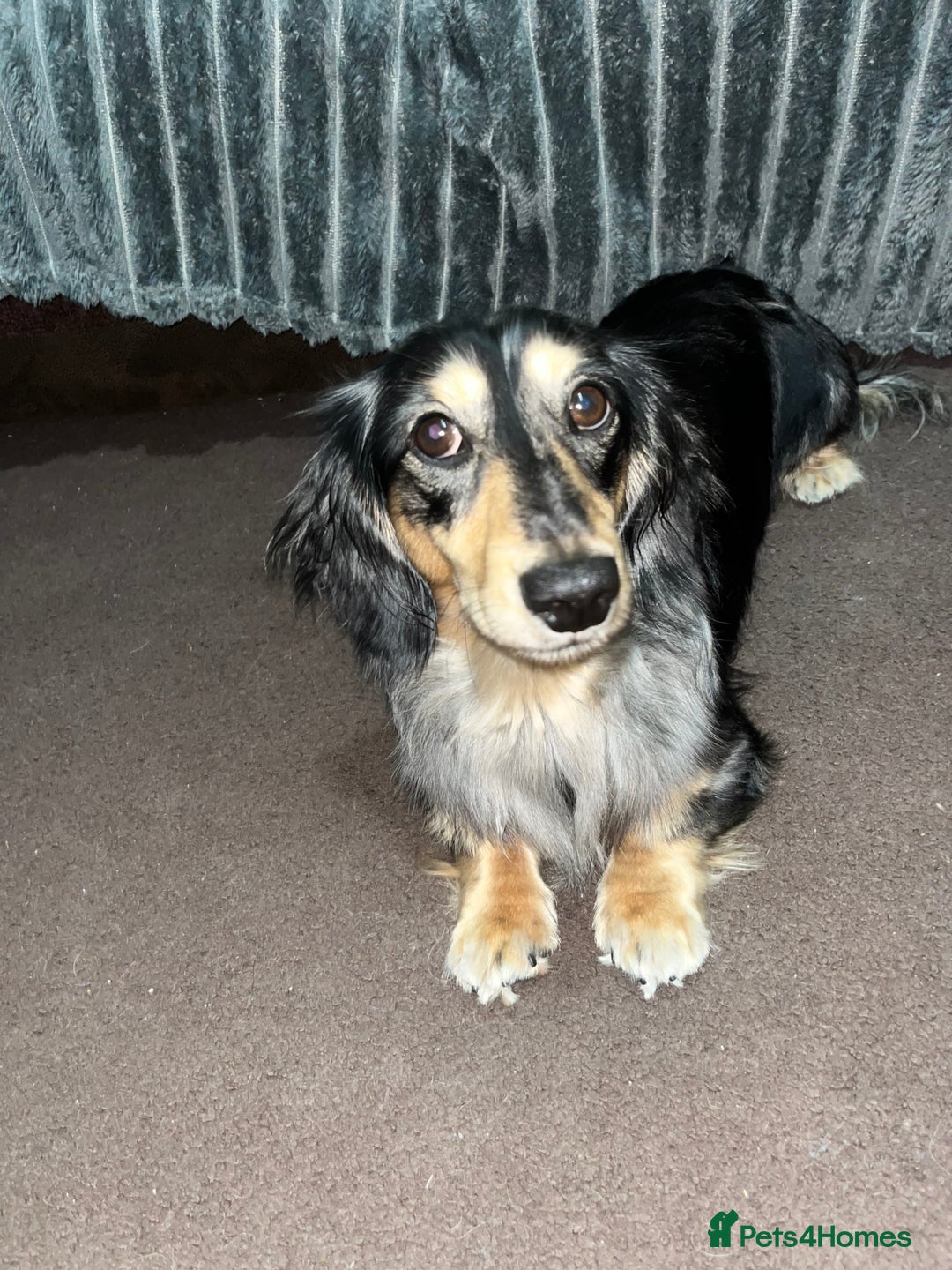 Miniature Dachshund dogs for stud: 1 year old long-haired dapple miniature dachshund  - Image 2