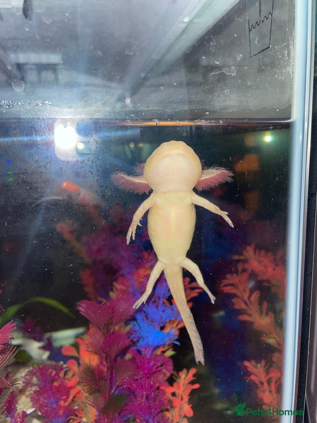 Axolotl reptiles for sale: Golden Axolotl with tank and stand unit - Image 4