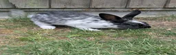 Mixed Breed rabbits for sale: Babies all ready to go 11 & 13 weeks  - Advert 5