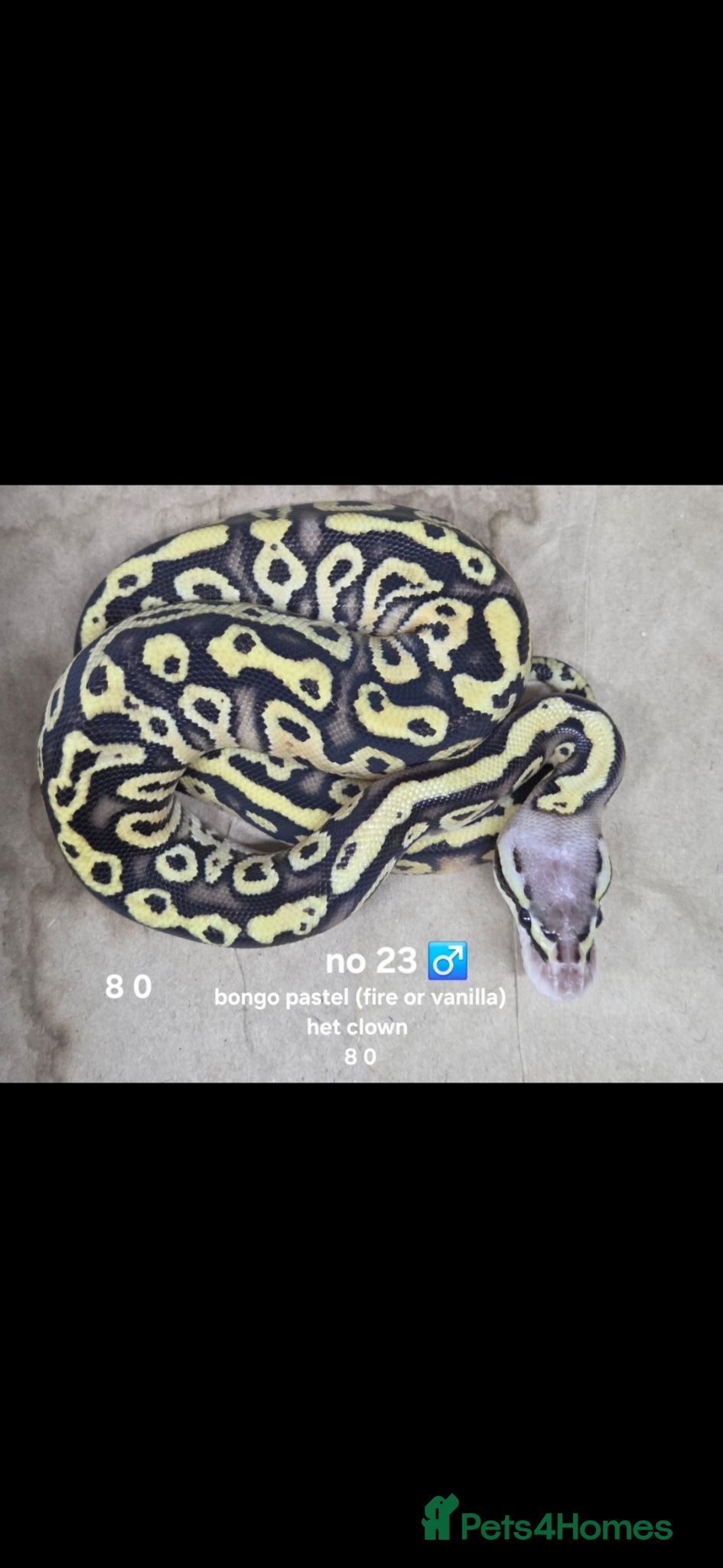 Python Snake reptiles  Various ball pythons  - Advert 11