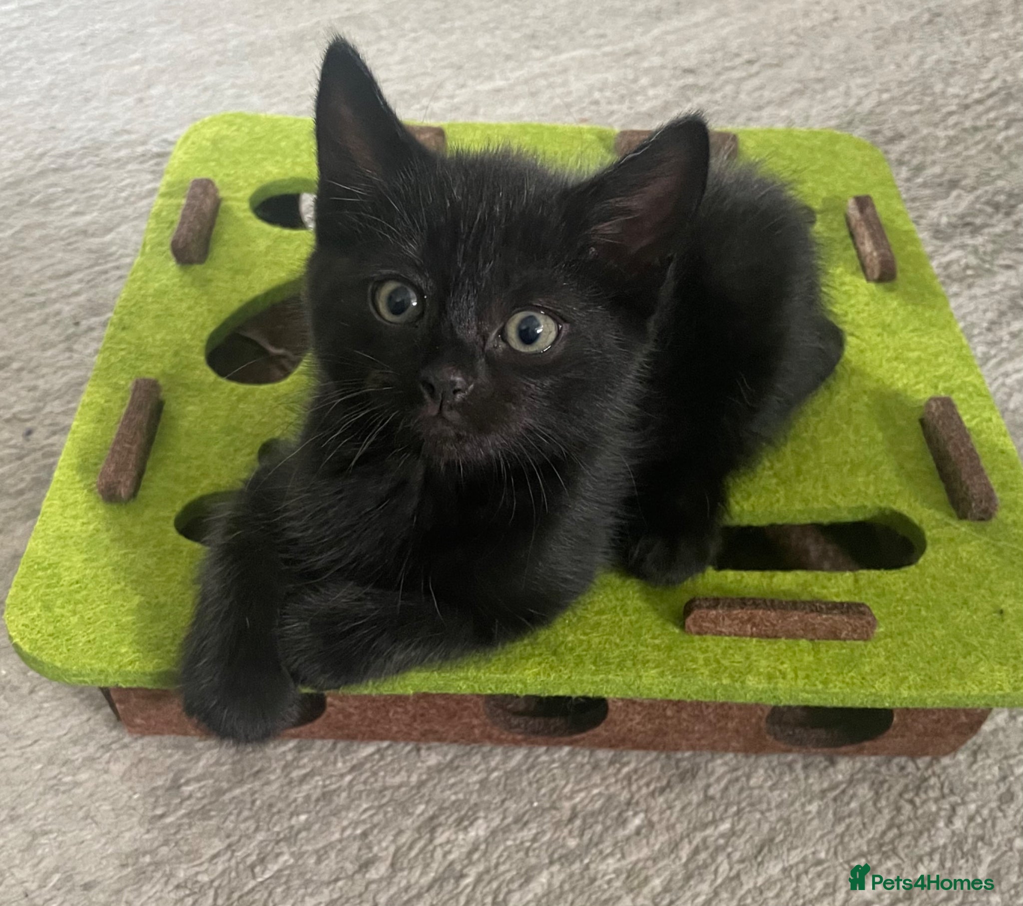 Domestic Shorthair cats Beautiful kittens, Ready next week  🐈‍⬛🐈‍⬛ - Advert 6