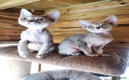 Devon Rex cats for sale: 3 Devon Rex female kittens for sale!!!🐯🐯🐯 - Image 11