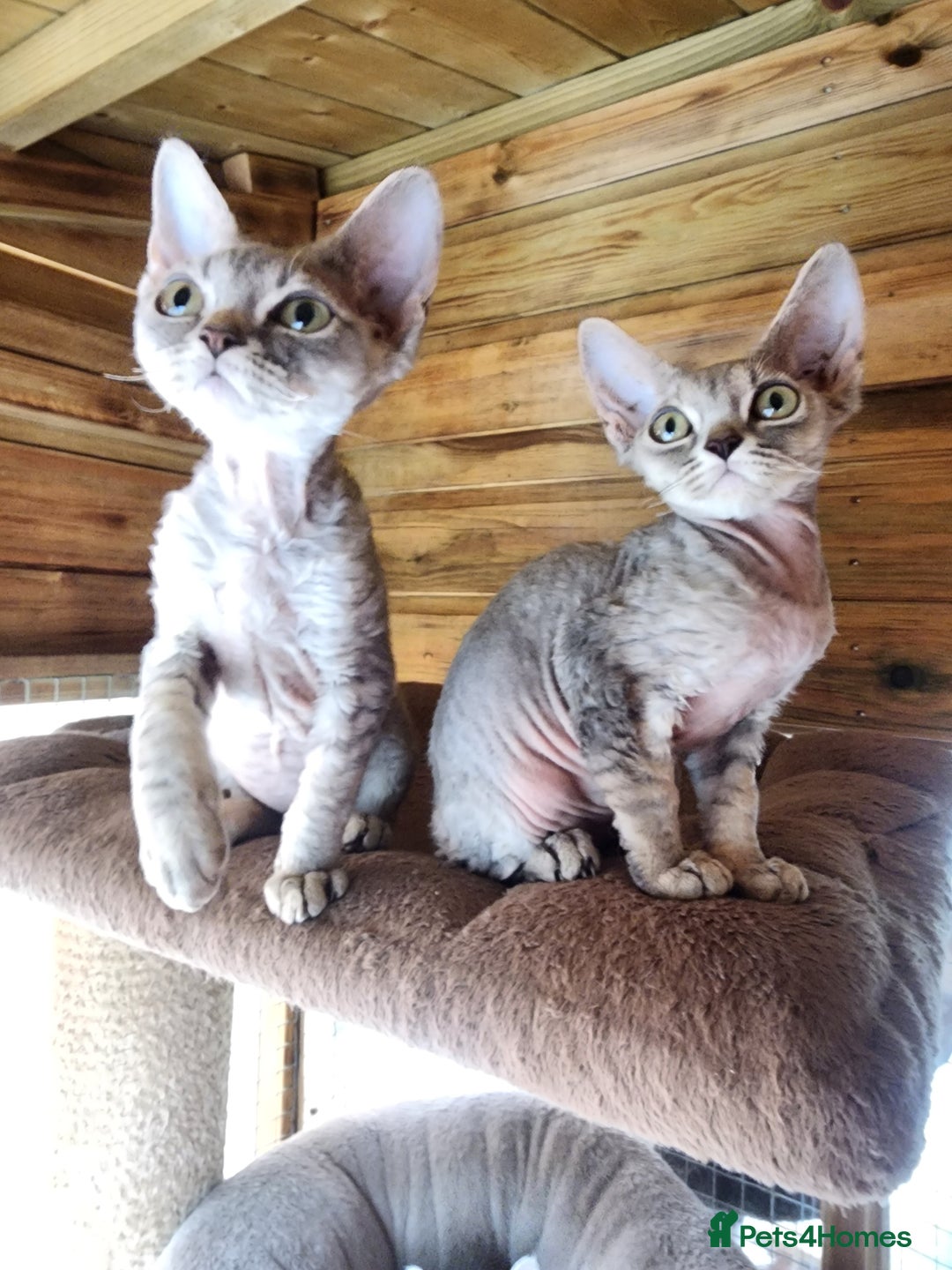 Devon Rex cats for sale: 3 Devon Rex female kittens for sale!!!🐯🐯🐯 - Image 11