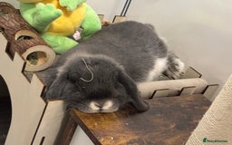Mini Lop rabbits for sale: mini lop grey otter buck - Image 2