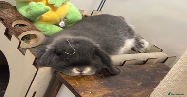 Mini Lop rabbits - Advert 4