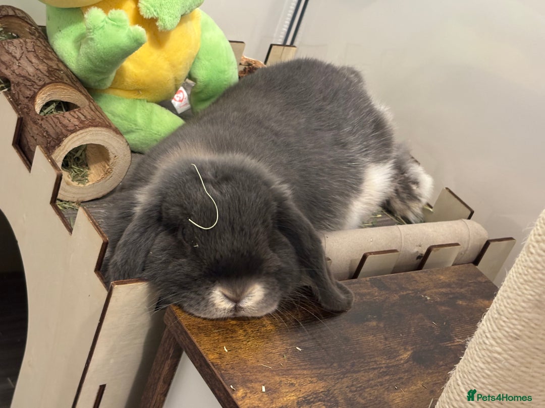 Mini Lop rabbits for sale: mini lop grey otter buck - Image 2