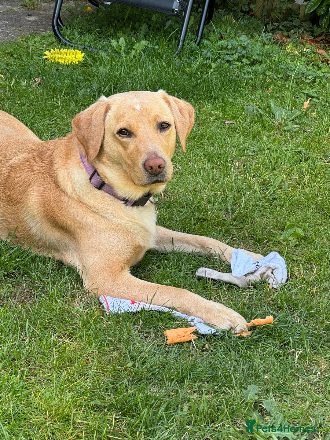 Labrador Retriever dogs for sale: 6 Pedigree Fox Red Labrador Puppies - Image 15
