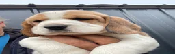 Beagle dogs for sale: kc reg pups ready NOVEMBER  - Advert 11