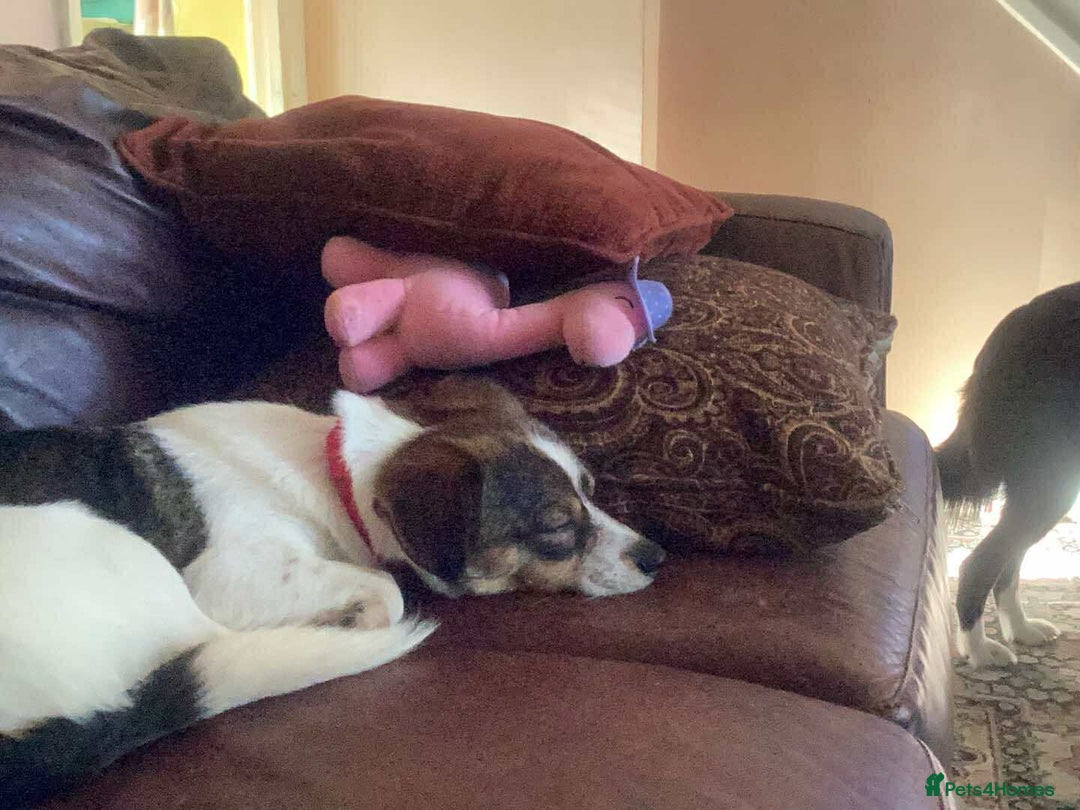 Mixed Breed dogs for adoption: Bouncy Betty - Advert 2