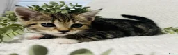 Domestic Shorthair cats for sale: Beautiful, well socialised playful kittens 🐾 - Advert 6