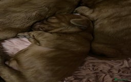 Cavapoo dogs for sale: Red Cavapoo babies - Image 5