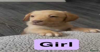 Labrador Retriever dogs - Advert 3
