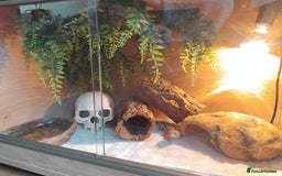 Leopard Gecko reptiles for sale: Lily (Leopard Gecko)  - Image 5