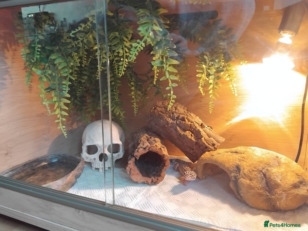 Leopard Gecko reptiles for sale: Lily (Leopard Gecko)  - Image 5