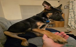 Mixed Breed dogs for sale: German shepherd cross.  - Image 1