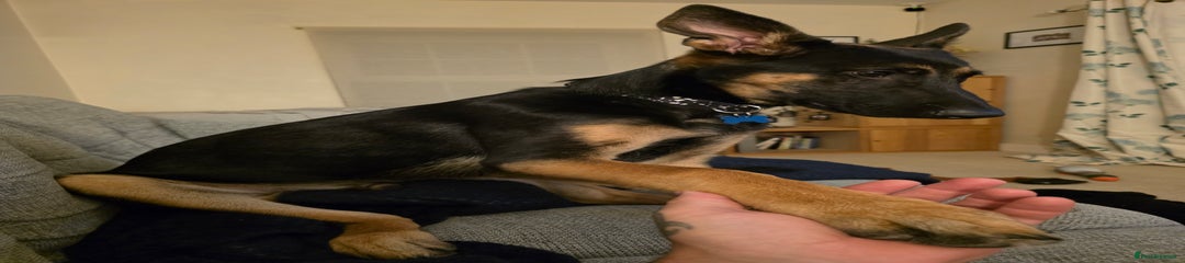 Mixed bread german shepherd