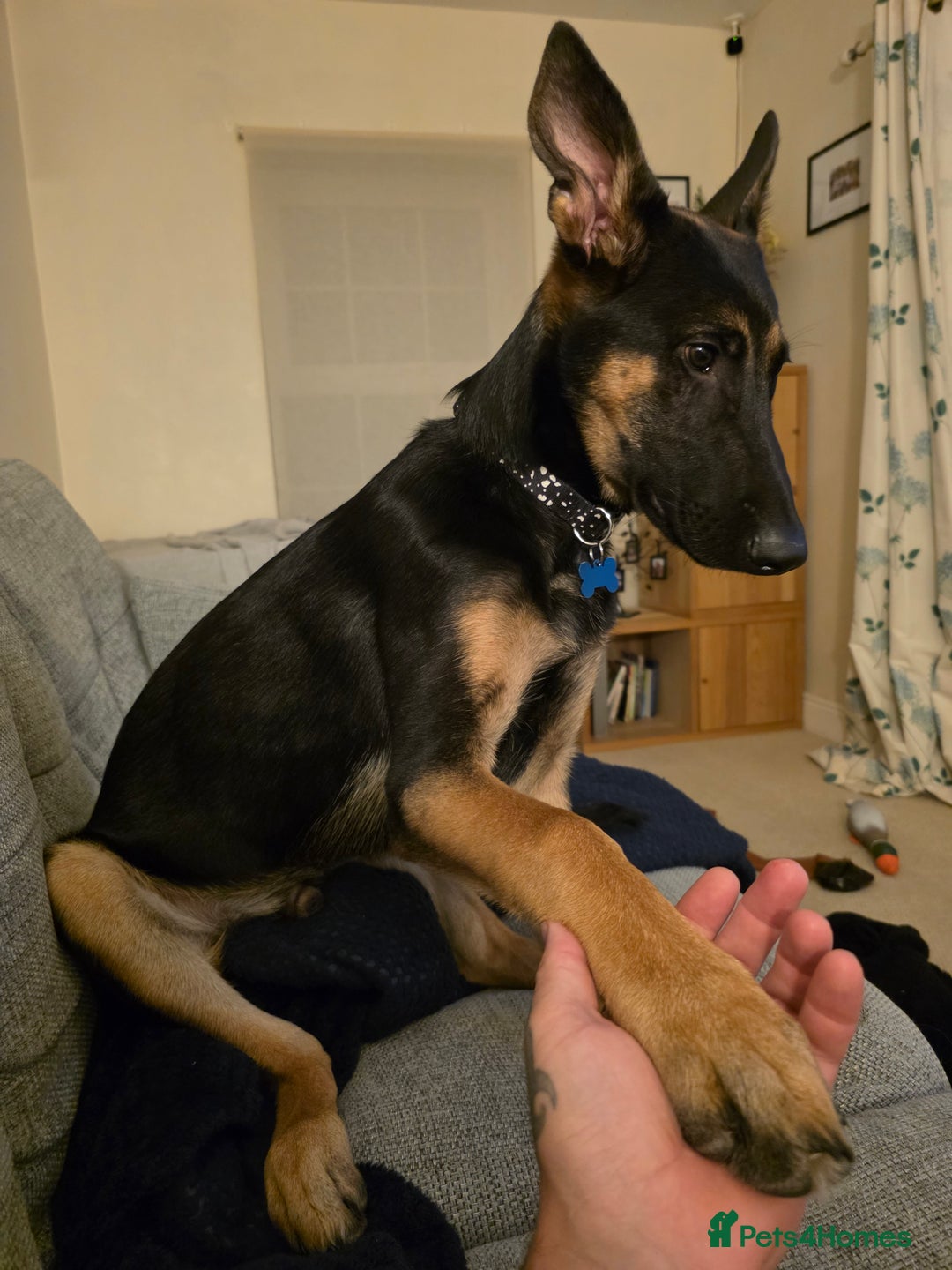 Mixed Breed dogs for sale: German shepherd cross.  - Image 1